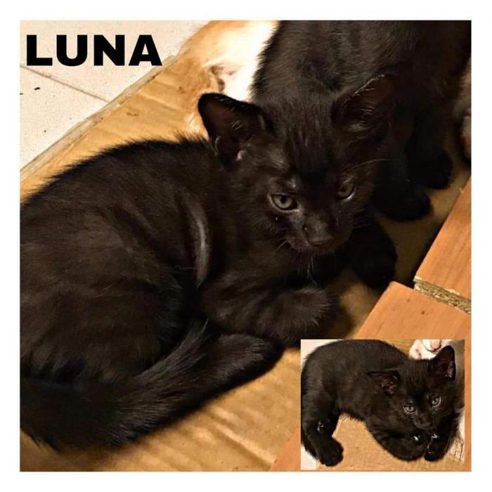 Luna