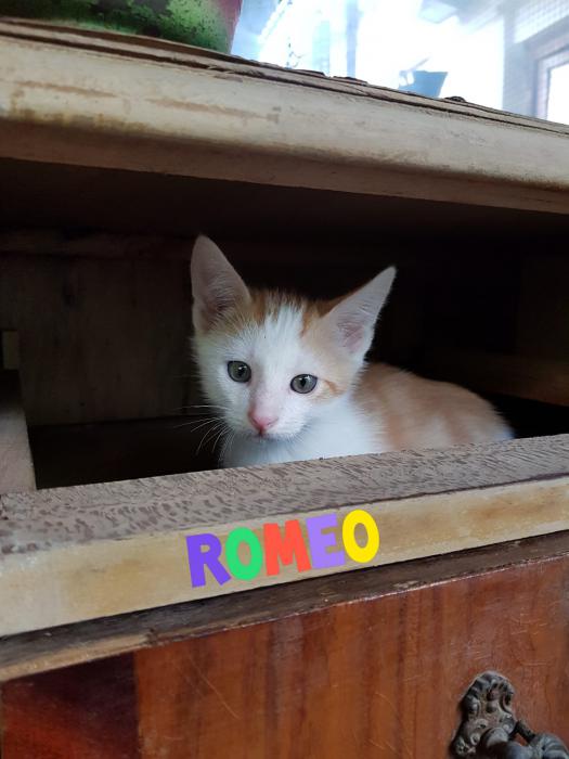 Romeo