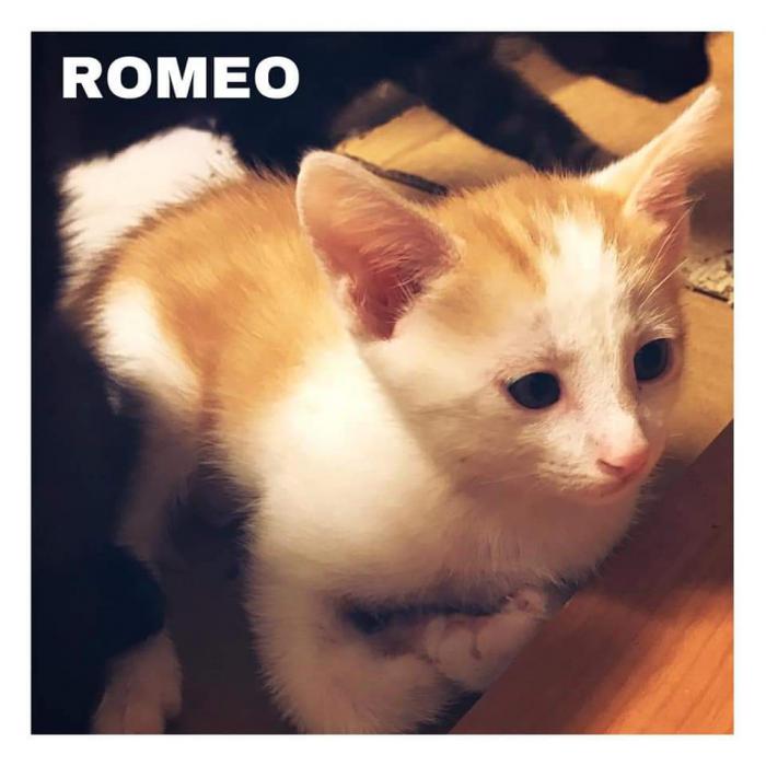 Romeo