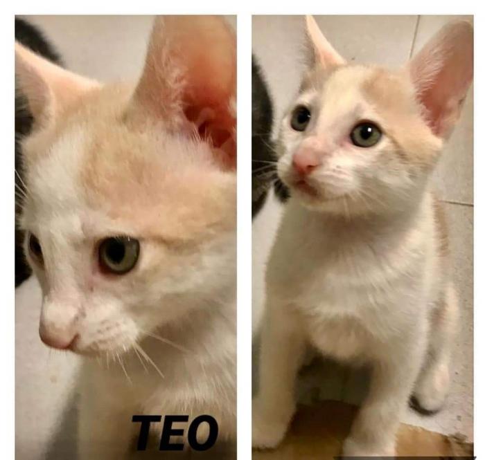 Teo