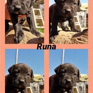 Runa