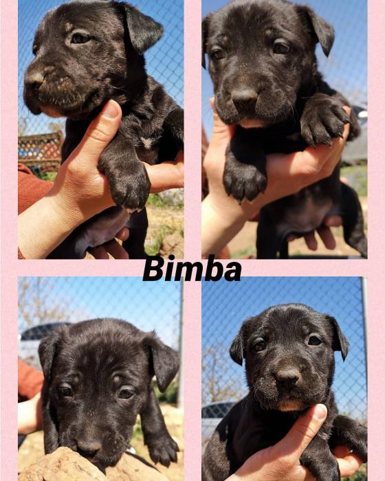 Bimba