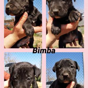 Bimba