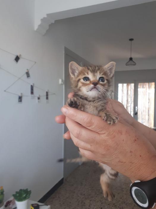 Gatitos en adopción 