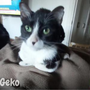Geko