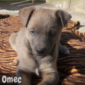 Omec