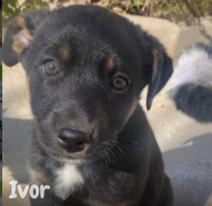 Ivor Ivor