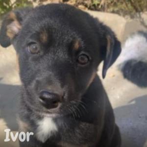 Ivor
