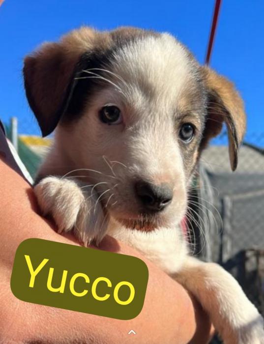 Yucco