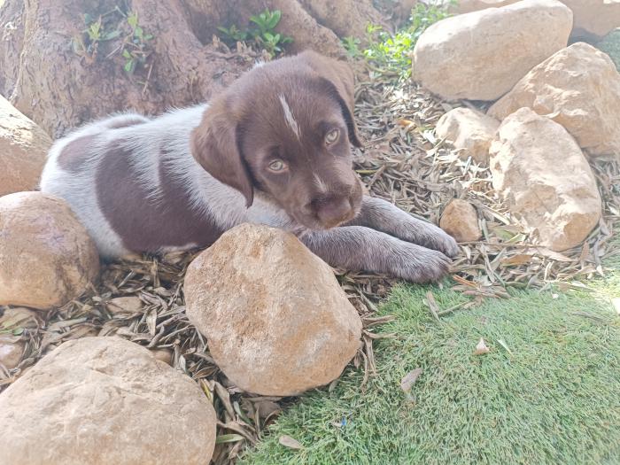 Buñuelo 