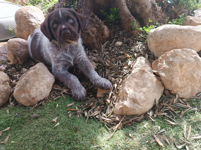Buñuelo 