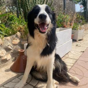 Gotzilla