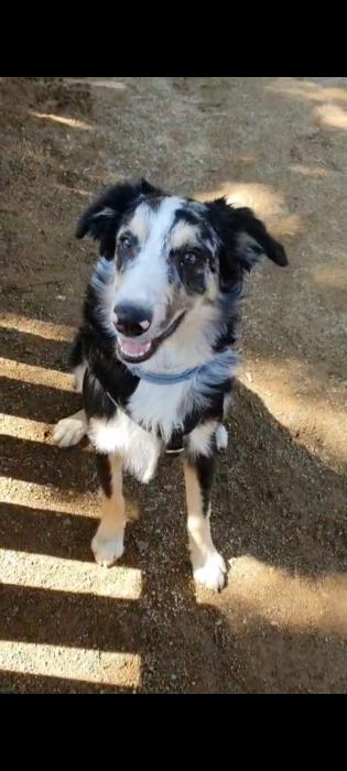 Odin