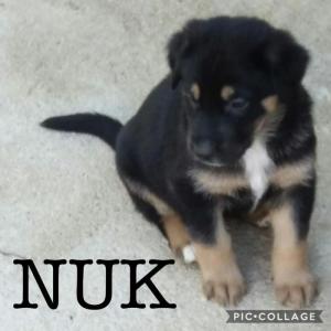 Nuk